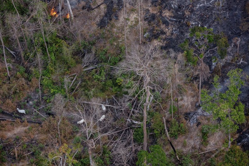 20240801fogoamazonia-greenpeacemarizilda-gp0su1tn8