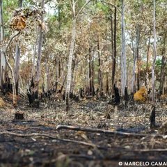 devastacao - marcelo camargo - agencia brasil