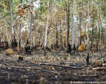 devastacao - marcelo camargo - agencia brasil