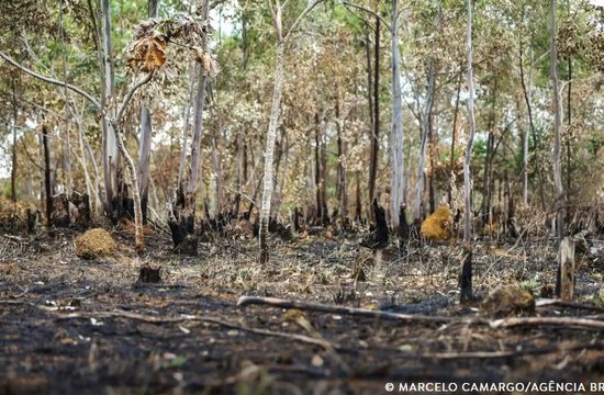 devastacao - marcelo camargo - agencia brasil