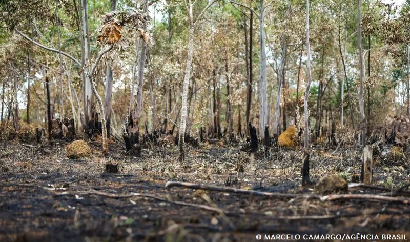 devastacao - marcelo camargo - agencia brasil